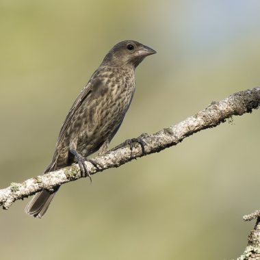 Brown-headed cowbird