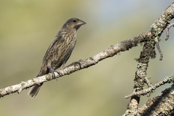 Brown-headed cowbird