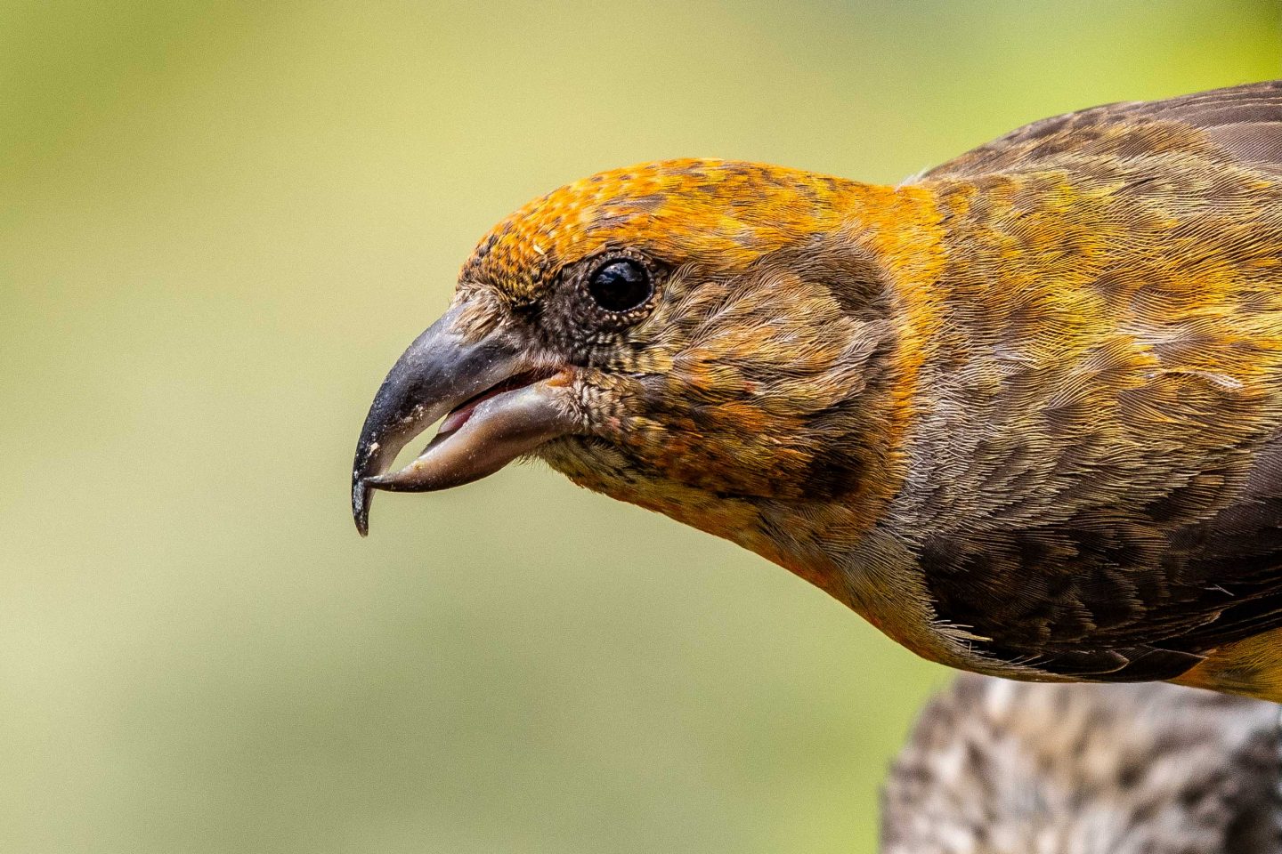 red crossbill bird