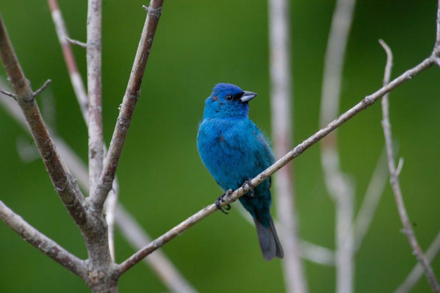 Indigo bunting (Passerina cyanea).