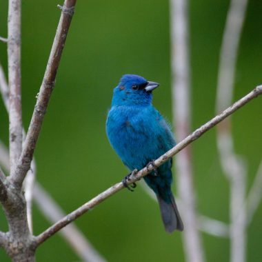 Indigo bunting (Passerina cyanea).