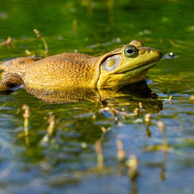 American bullfrog