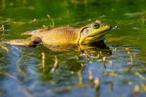 American bullfrog