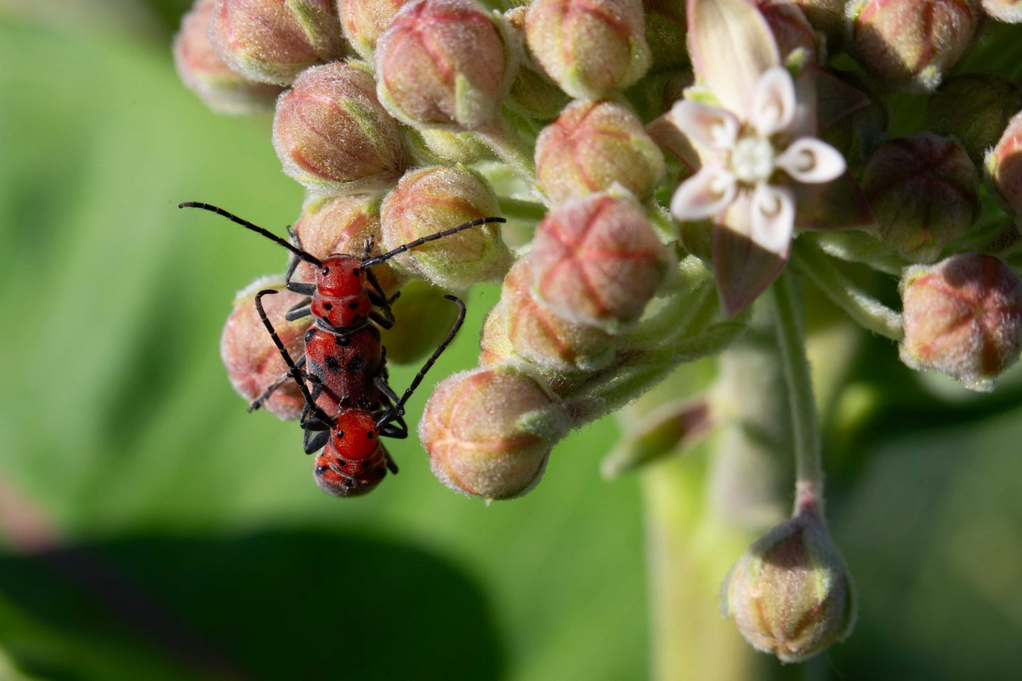 Milkweed beetles feed on toxic milkweed.