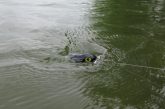 Jitterbug lure in water. Photo by Daryl Bauer, Nebraska Game & Parks Commission.