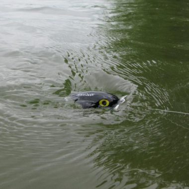 Jitterbug lure in water. Photo by Daryl Bauer, Nebraska Game & Parks Commission.