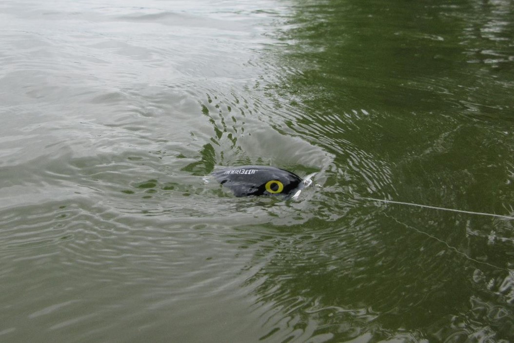Jitterbug lure in water. Photo by Daryl Bauer, Nebraska Game & Parks Commission.