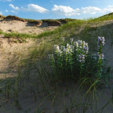 Flowering penstemon growing in a sandy blowout.