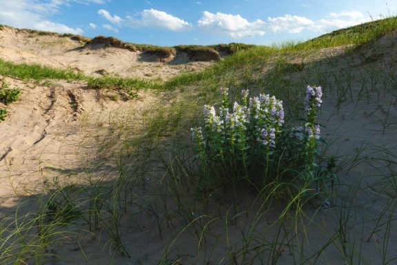 Flowering penstemon growing in a sandy blowout.