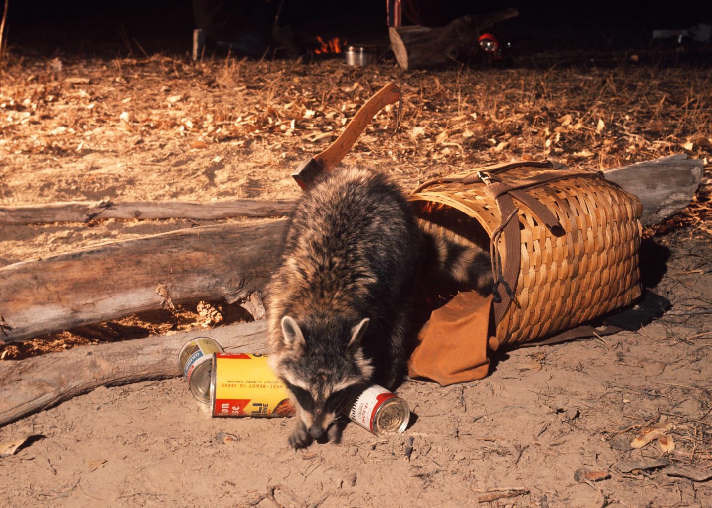 A raccoon getting into human food from a basket at a campsite.