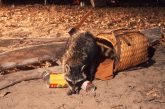 A raccoon getting into human food from a basket at a campsite.