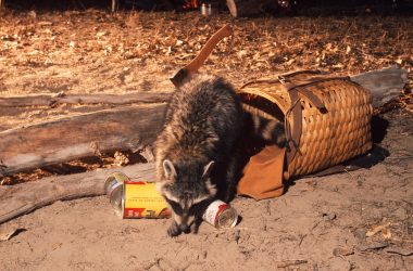 A raccoon getting into human food from a basket at a campsite.