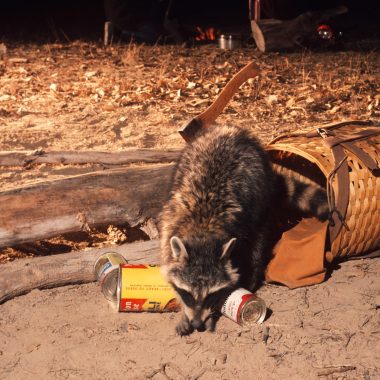 A raccoon getting into human food from a basket at a campsite.