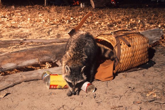 A raccoon getting into human food from a basket at a campsite.