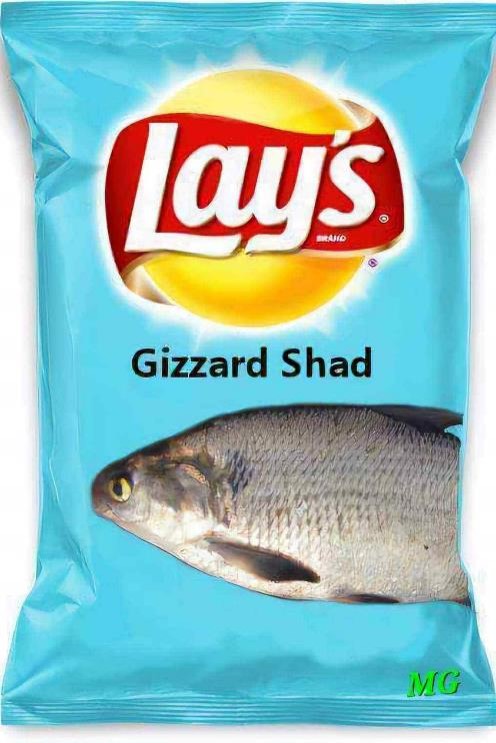 Internet meme of shad-flavored potato chips.