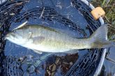 Smallmouth bass in landing net. Photo by Daryl Bauer, Nebraska Game & Parks Commission.