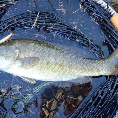 Smallmouth bass in landing net. Photo by Daryl Bauer, Nebraska Game & Parks Commission.