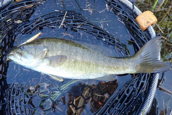 Smallmouth bass in landing net. Photo by Daryl Bauer, Nebraska Game & Parks Commission.