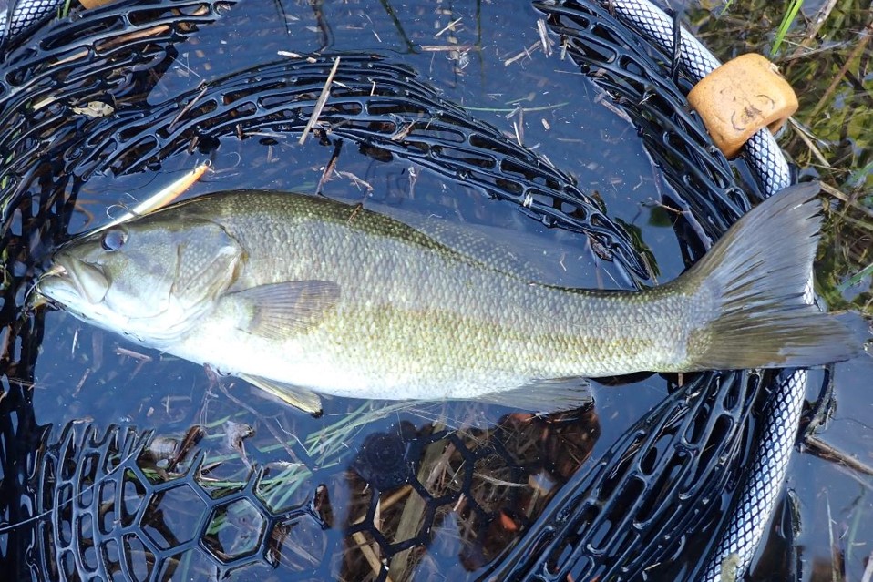 Smallmouth bass in landing net.  Photo by Daryl Bauer, Nebraska Game & Parks Commission.