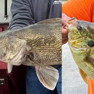 Mash up of heads of saugeye and redear sunfish. Nebraska Game & Parks Commission photo.