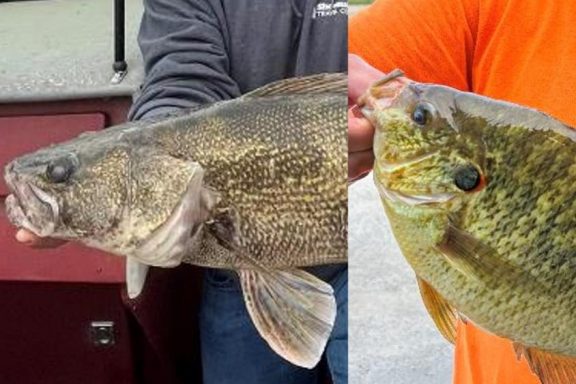 Mash up of heads of saugeye and redear sunfish. Nebraska Game & Parks Commission photo.