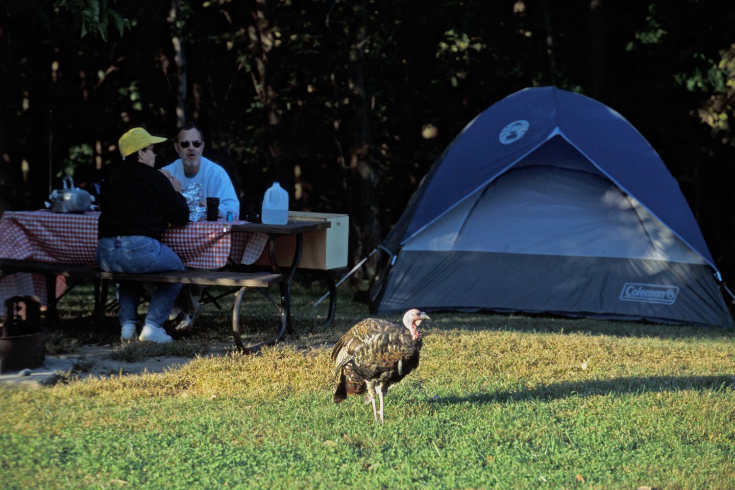 A wild turkey walks through a campsite at Indian Cave State Park.