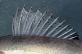 Close up of spiny dorsal fish of a saugeye. Photo by Daryl Bauer, Nebraska Game & Parks Commission.