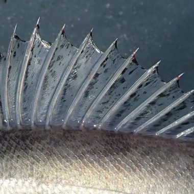 Close up of spiny dorsal fish of a saugeye. Photo by Daryl Bauer, Nebraska Game & Parks Commission.