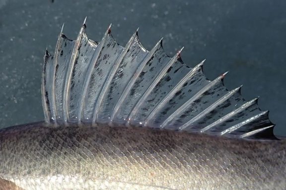 Close up of spiny dorsal fish of a saugeye. Photo by Daryl Bauer, Nebraska Game & Parks Commission.