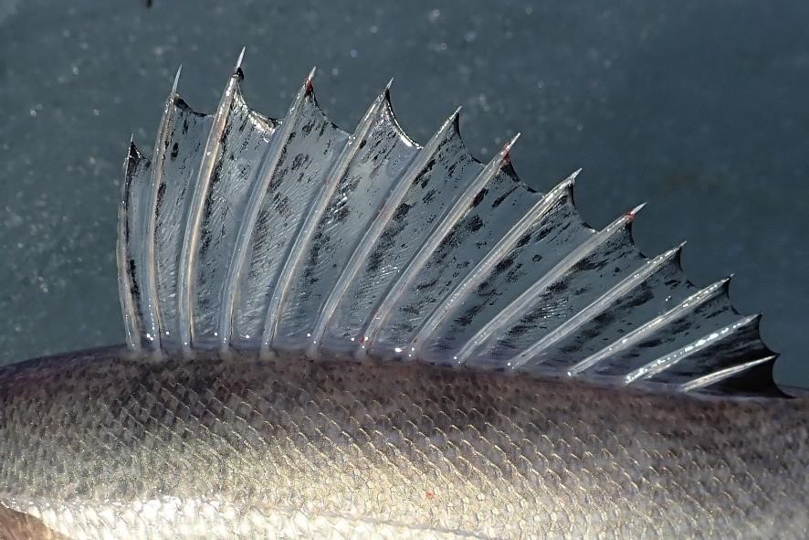 Close up of spiny dorsal fish of a saugeye.  Photo by Daryl Bauer, Nebraska Game & Parks Commission.