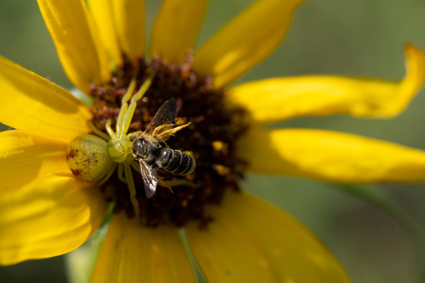 Crab spider