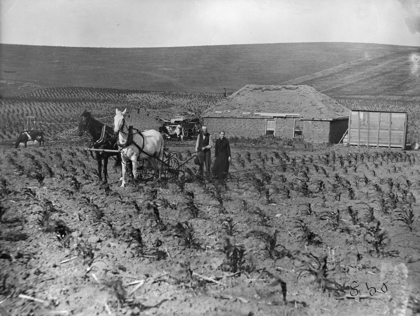 “Using all the farm for crops — plowing corn in door yard.” Custer County, 1888. Photo by Solomon D. Butcher.