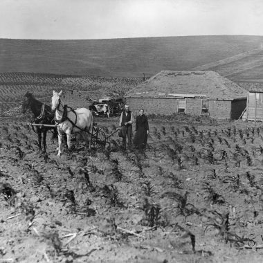 “Using all the farm for crops — plowing corn in door yard.” Custer County, 1888. Photo by Solomon D. Butcher.