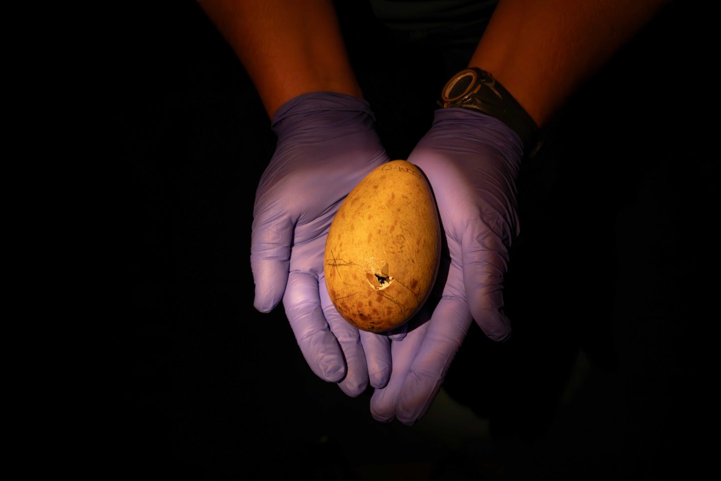 Pipped whooping crane egg hours before it hatches at the International Crane Foundation in Baraboo, Wisconsin.