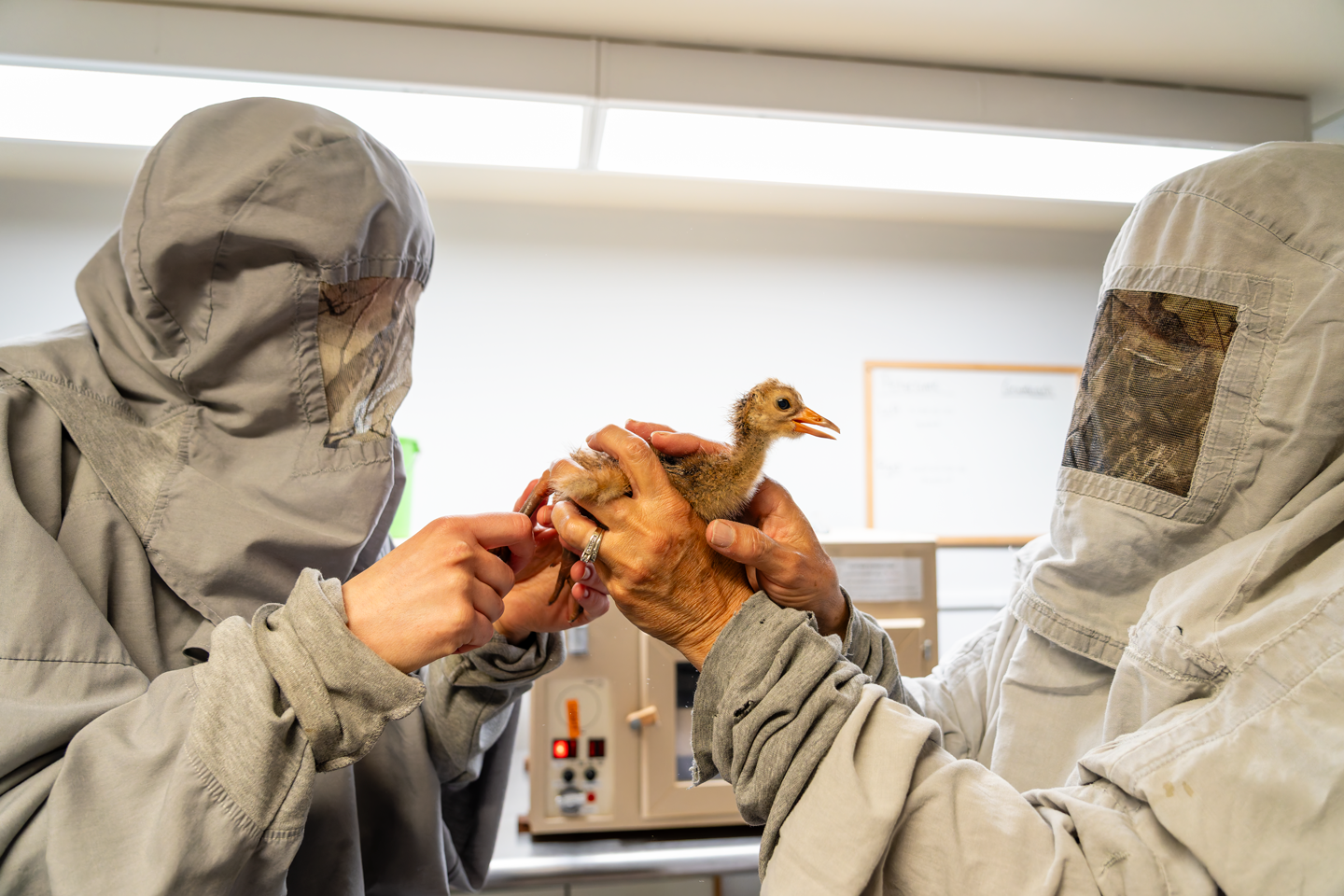 An hours-old whooping crane chick receives its first health check by Marianne Wellington, senior aviculturist, and Cindy Gutter, assistant curator of birds, at the International Crane Foundation in Baraboo, Wisconsin.