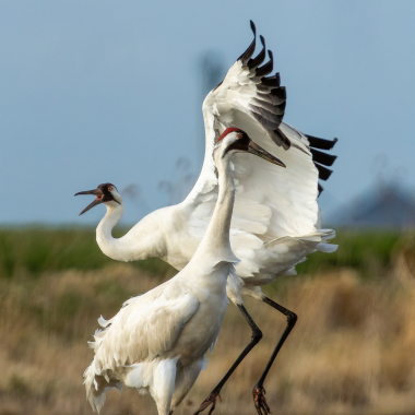 Two whooping cranes dance with each other at the Funk Wetland Protection Area in Nebraska.