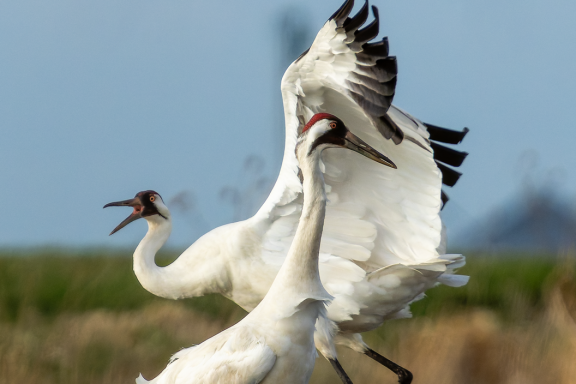 Two whooping cranes dance with each other at the Funk Wetland Protection Area in Nebraska.