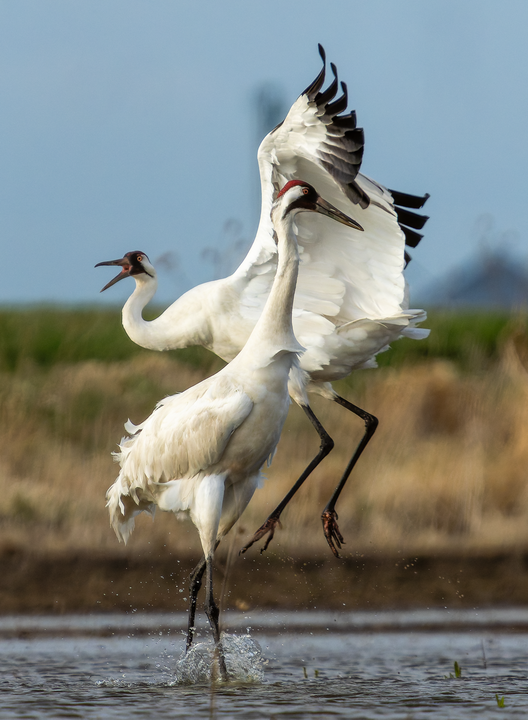 Two whooping cranes dance with each other at the Funk Wetland Protection Area in Nebraska.