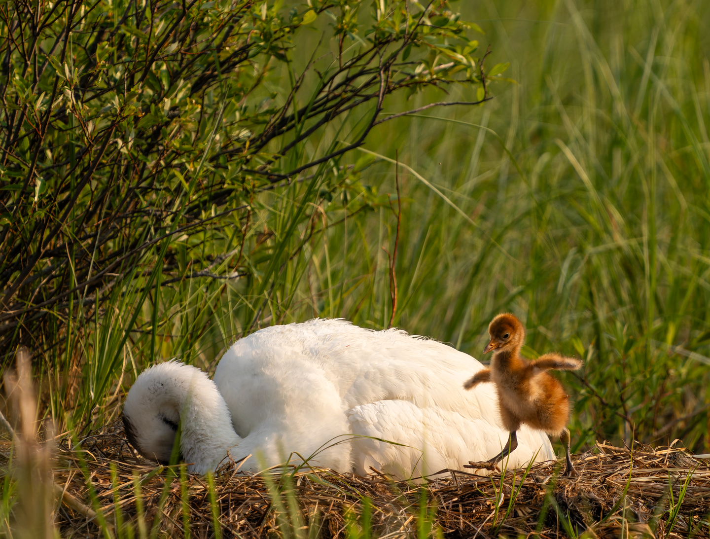 Forsberg, alongside International Crane Foundation scientist Andy Caven, spent eight days in two separate photo blinds to capture this whooping crane nest at Wood Buffalo National Park in Canada. A two-day-old chick explores its new world.