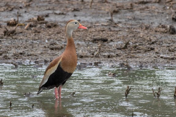 The black-bellied whistling-duck is undergoing a dramatic population increase and range expansion.