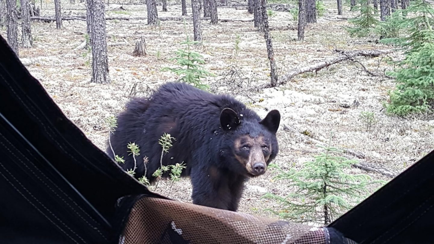 View of a bear from a blind.