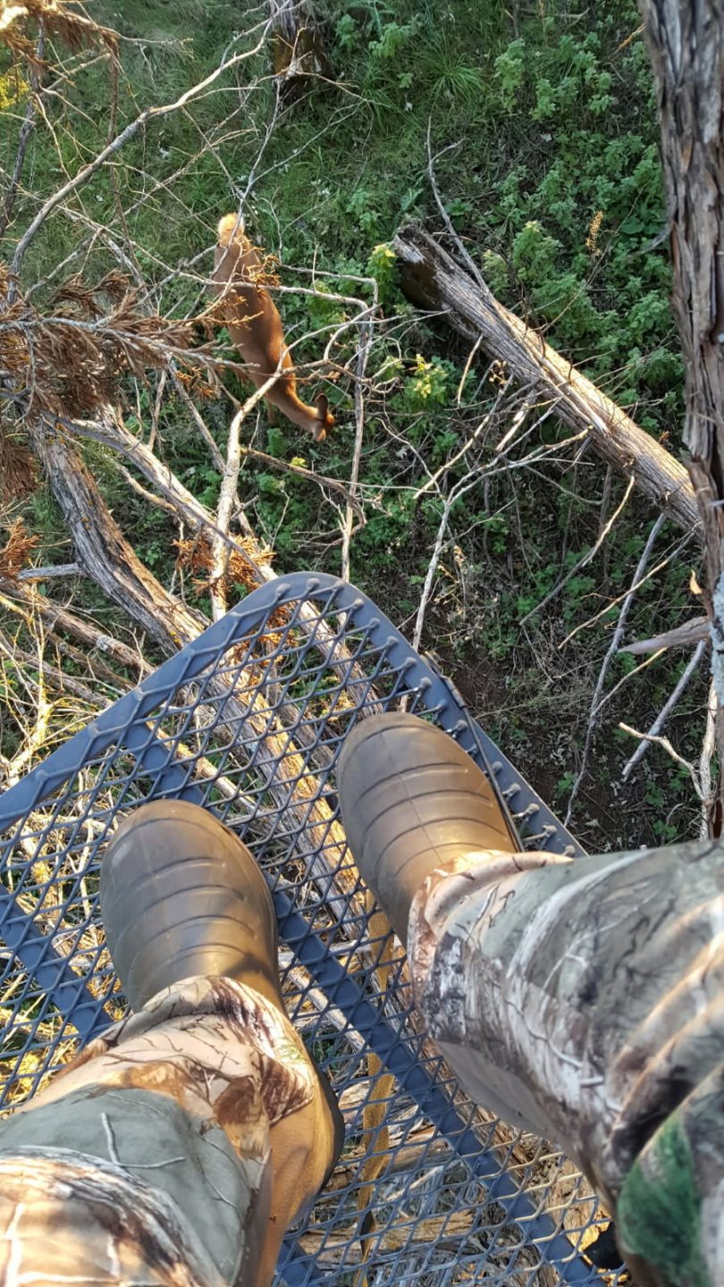 Sit spot from a tree stand.