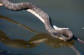 A water snake (Nerodia sipedon) suns itself on a fallen tree at Stagecoach State Recreation Area.