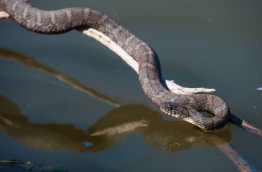 A water snake (Nerodia sipedon) suns itself on a fallen tree at Stagecoach State Recreation Area.