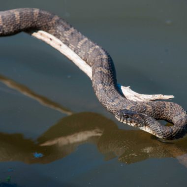 A water snake (Nerodia sipedon) suns itself on a fallen tree at Stagecoach State Recreation Area.