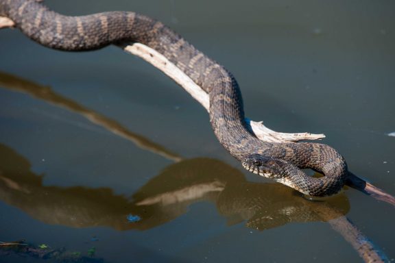 A water snake (Nerodia sipedon) suns itself on a fallen tree at Stagecoach State Recreation Area.