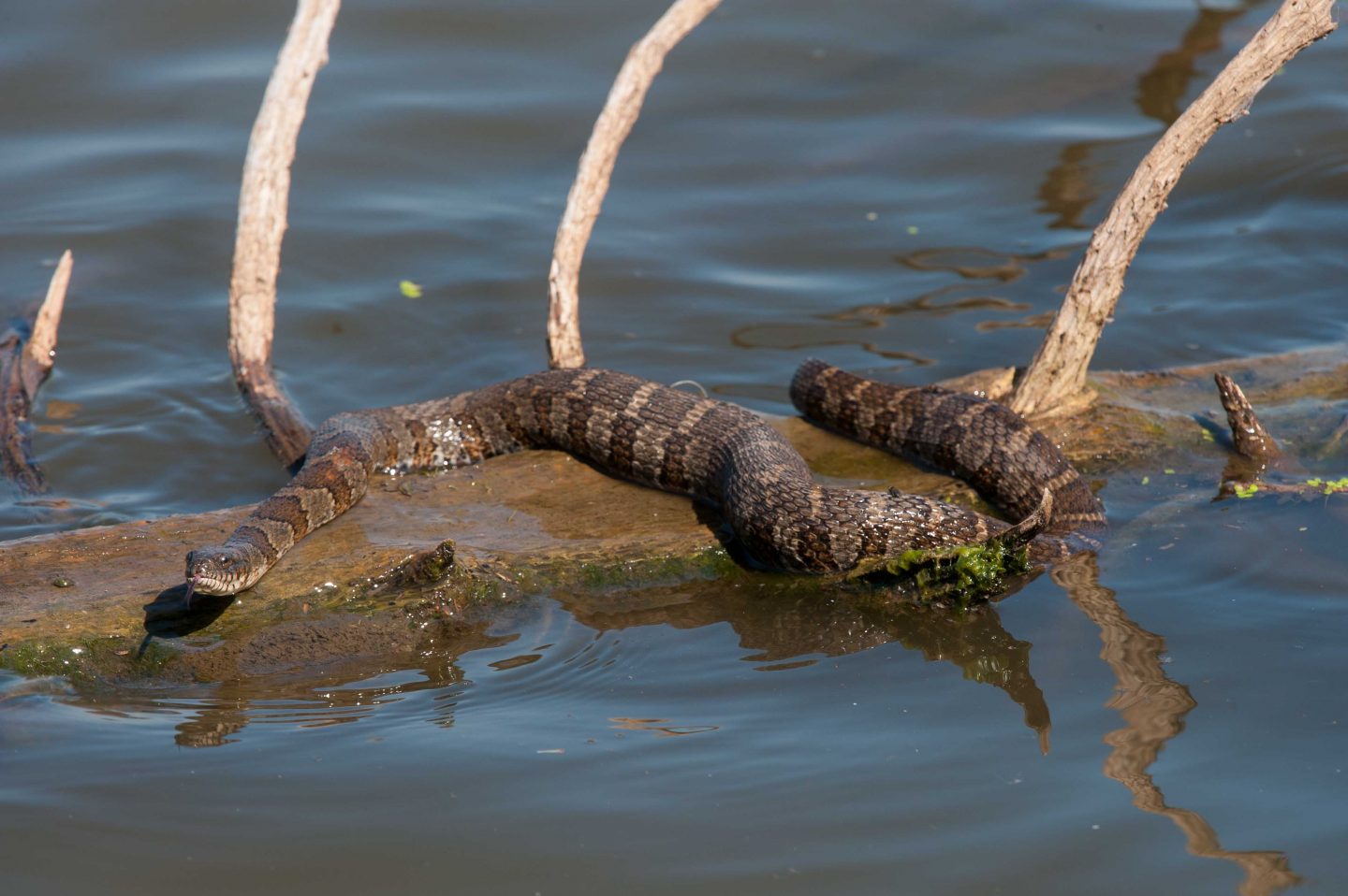 A water snake (Nerodia sipedon) suns itself on a fallen tree at Stagecoach State Recreation Area.