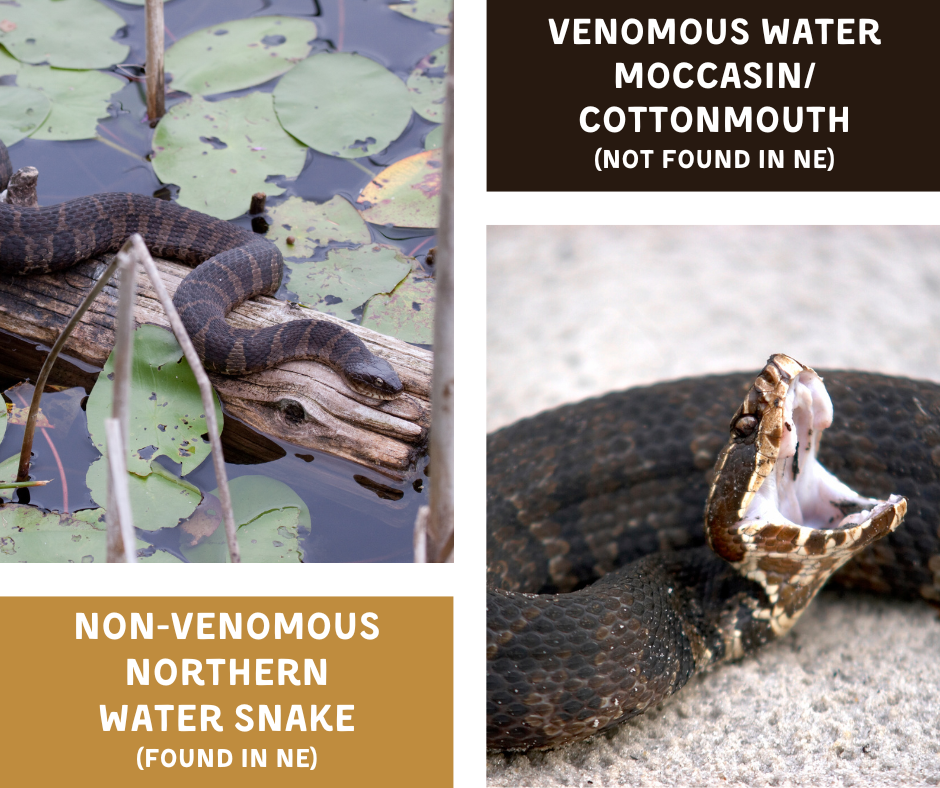 Graphic of the difference between the non-venomous northern water snake and the water moccasin, or cottonmouth. 