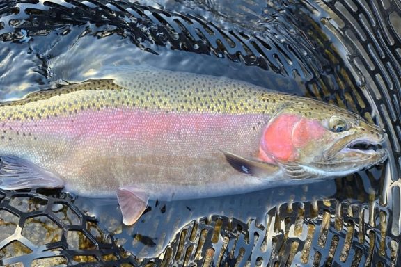 Rainbow trout in landing net. Photo by Daryl Bauer, Nebraska Game & Parks Commission.