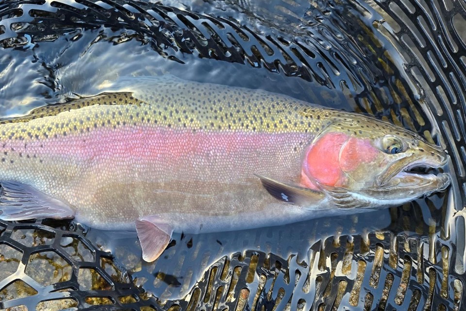Rainbow trout in landing net.  Photo by Daryl Bauer, Nebraska Game & Parks Commission.